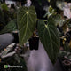 Anthurium carlablackiae x (papillilaminum x dressleri)