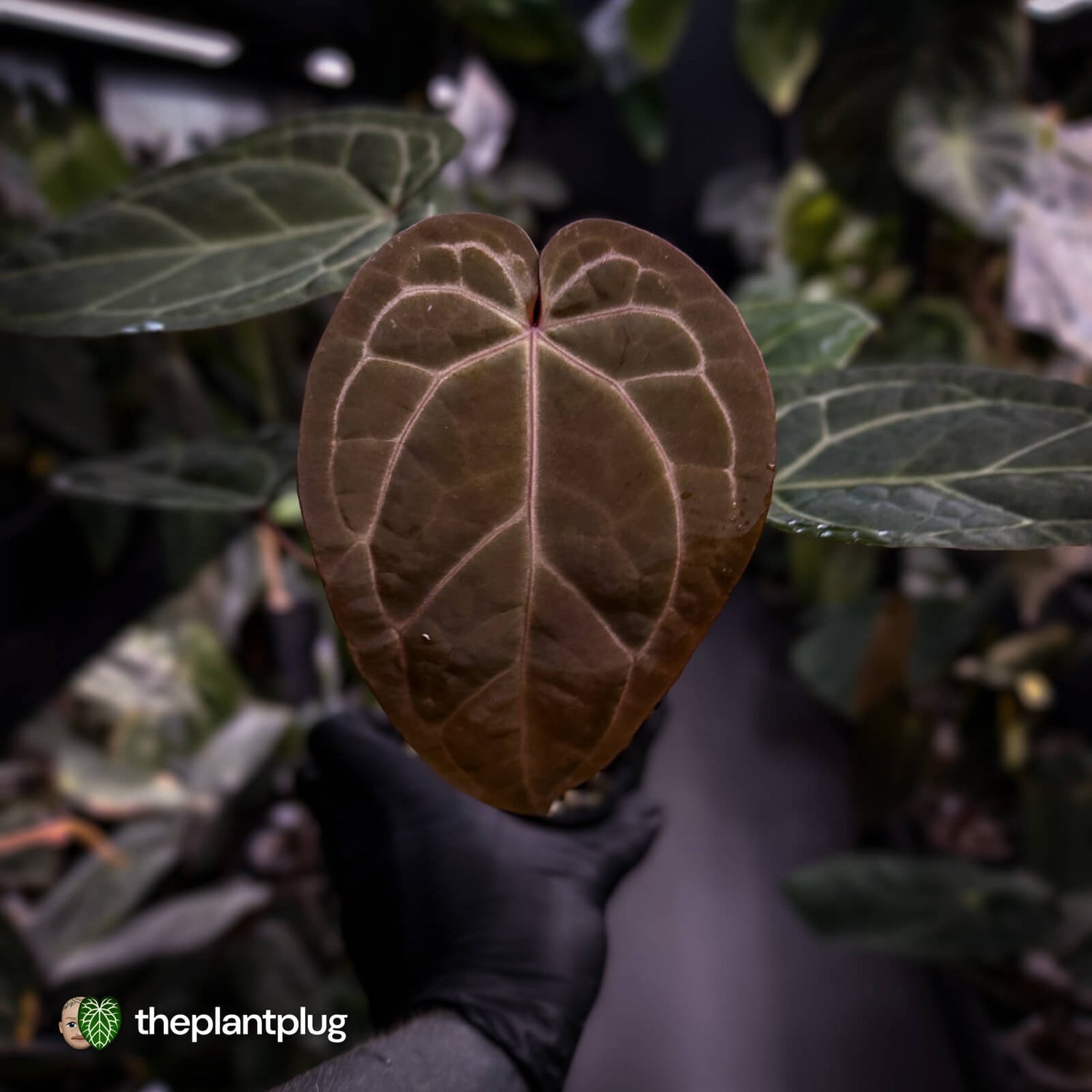 Anthurium 'Jayda' x 'Red Crystal'