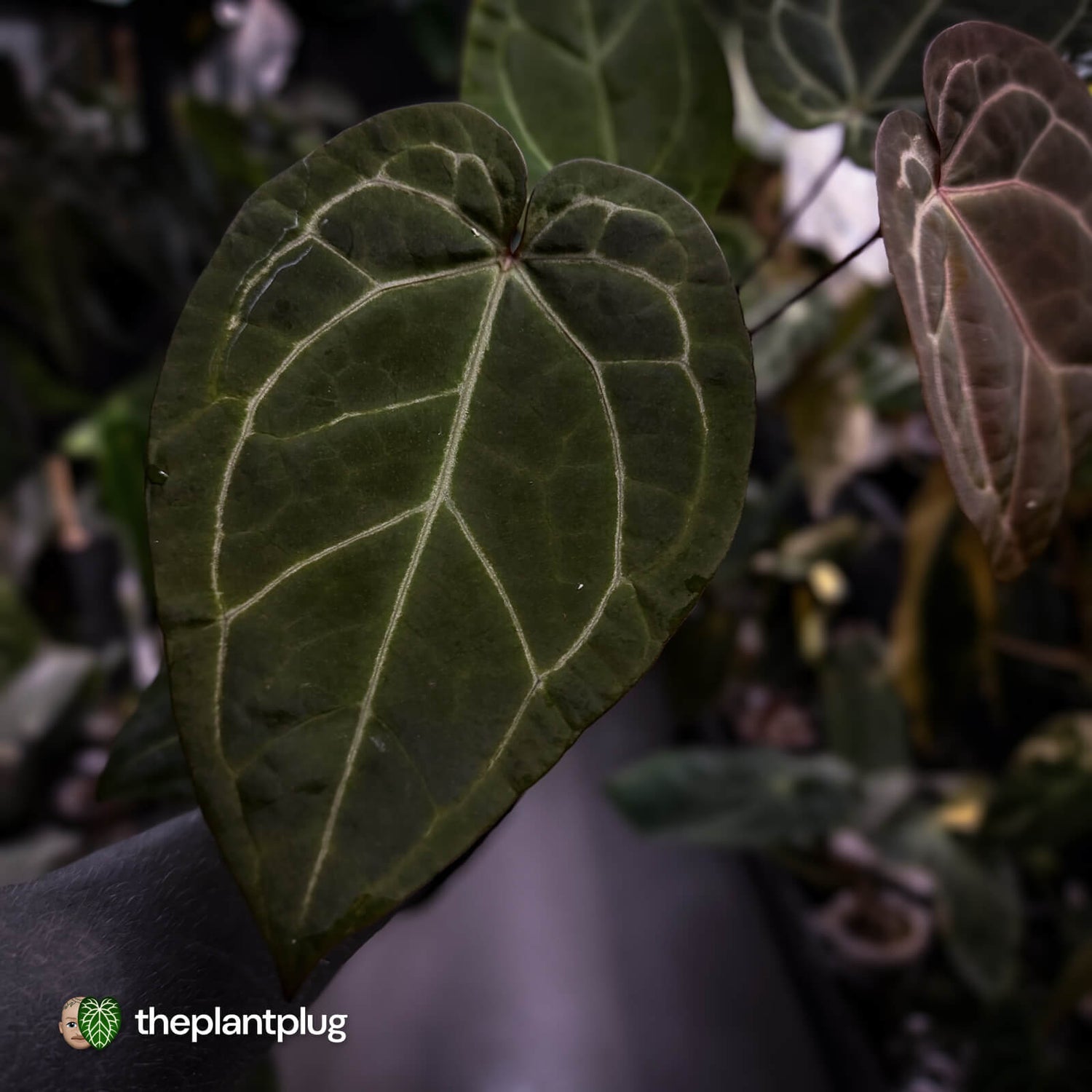 Anthurium 'Jayda' x 'Red Crystal'