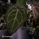 Anthurium 'Jayda' x 'Red Crystal'