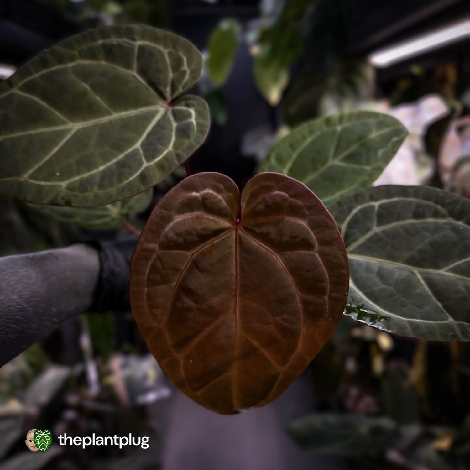 Anthurium 'Jayda' x 'Red Crystal'