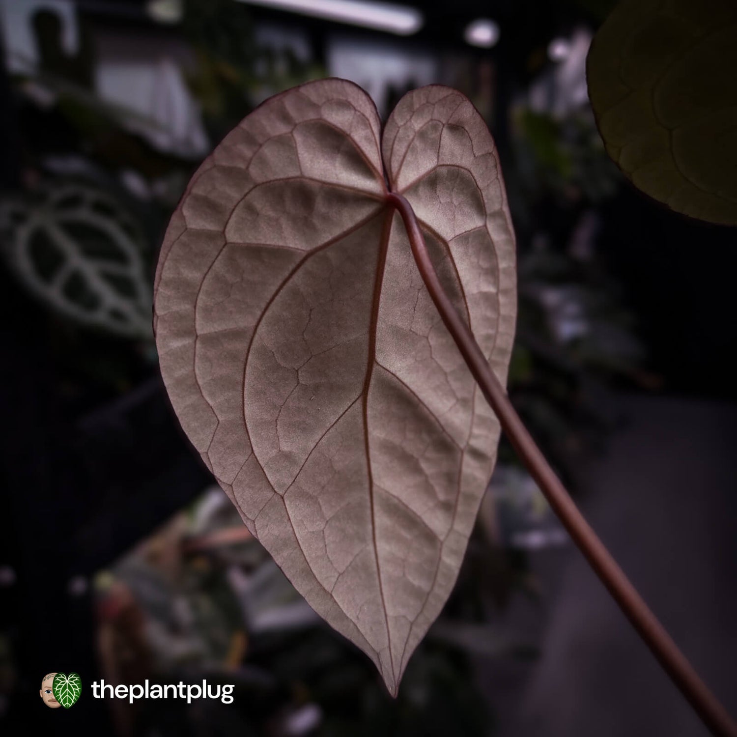 Anthurium 'Jayda' x 'Red Crystal'