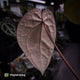 Anthurium 'Jayda' x 'Red Crystal'