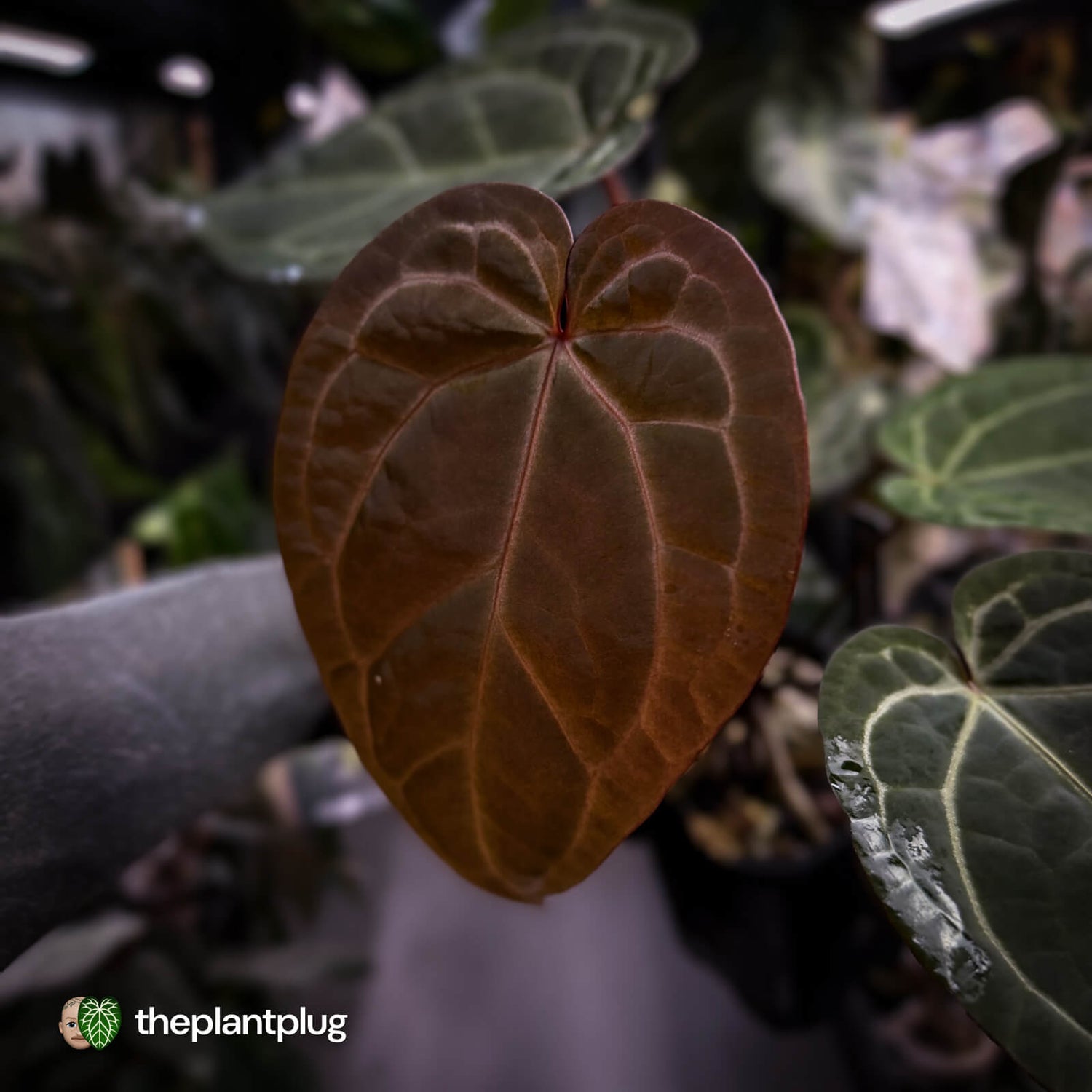 Anthurium 'Jayda' x 'Red Crystal'