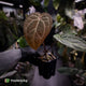 Anthurium 'Jayda' x 'Red Crystal'