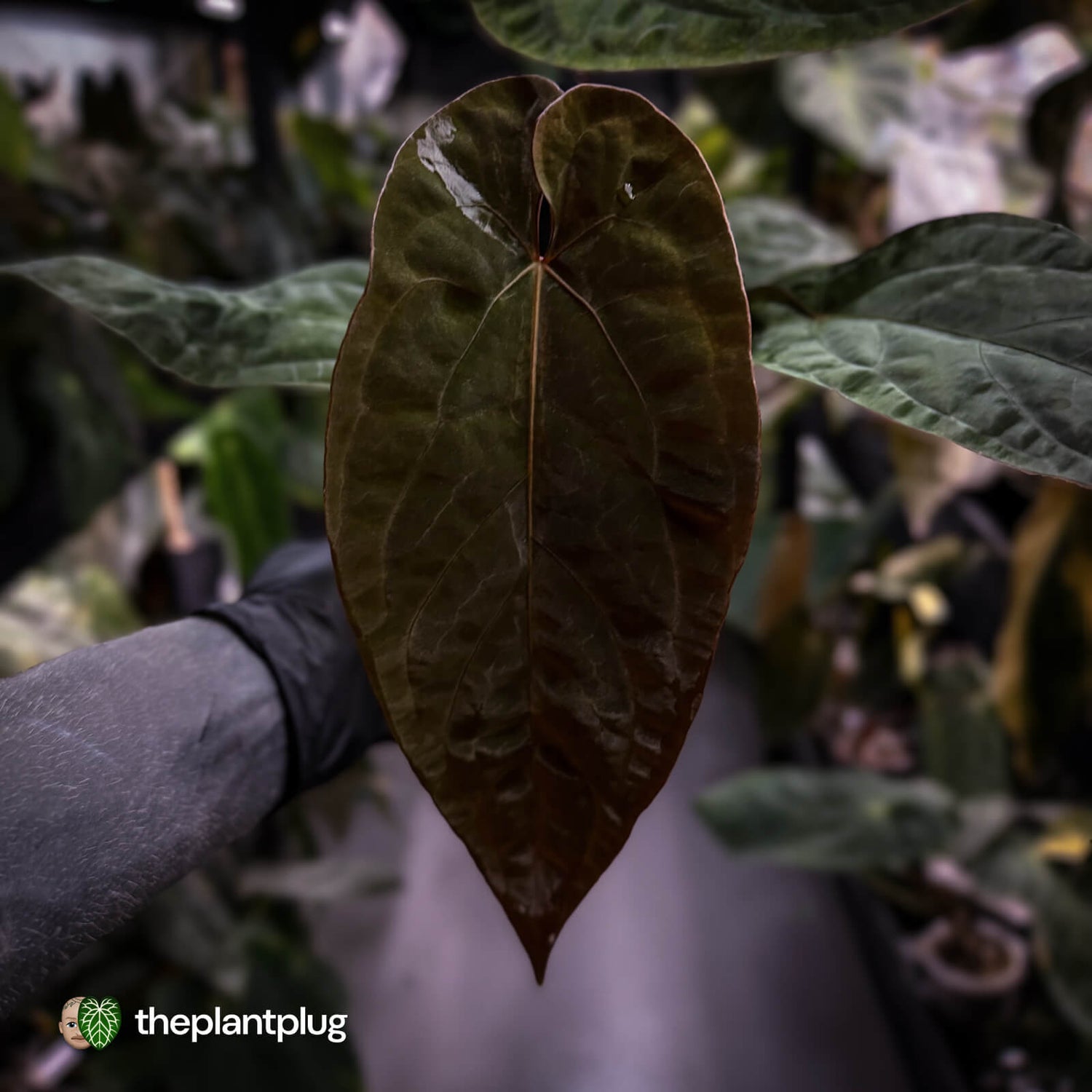 Anthurium 'Deadpool' x #Calculus '9' • select