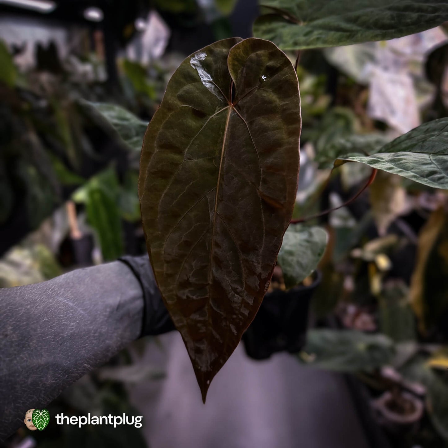 Anthurium 'Deadpool' x #Calculus '9' • select