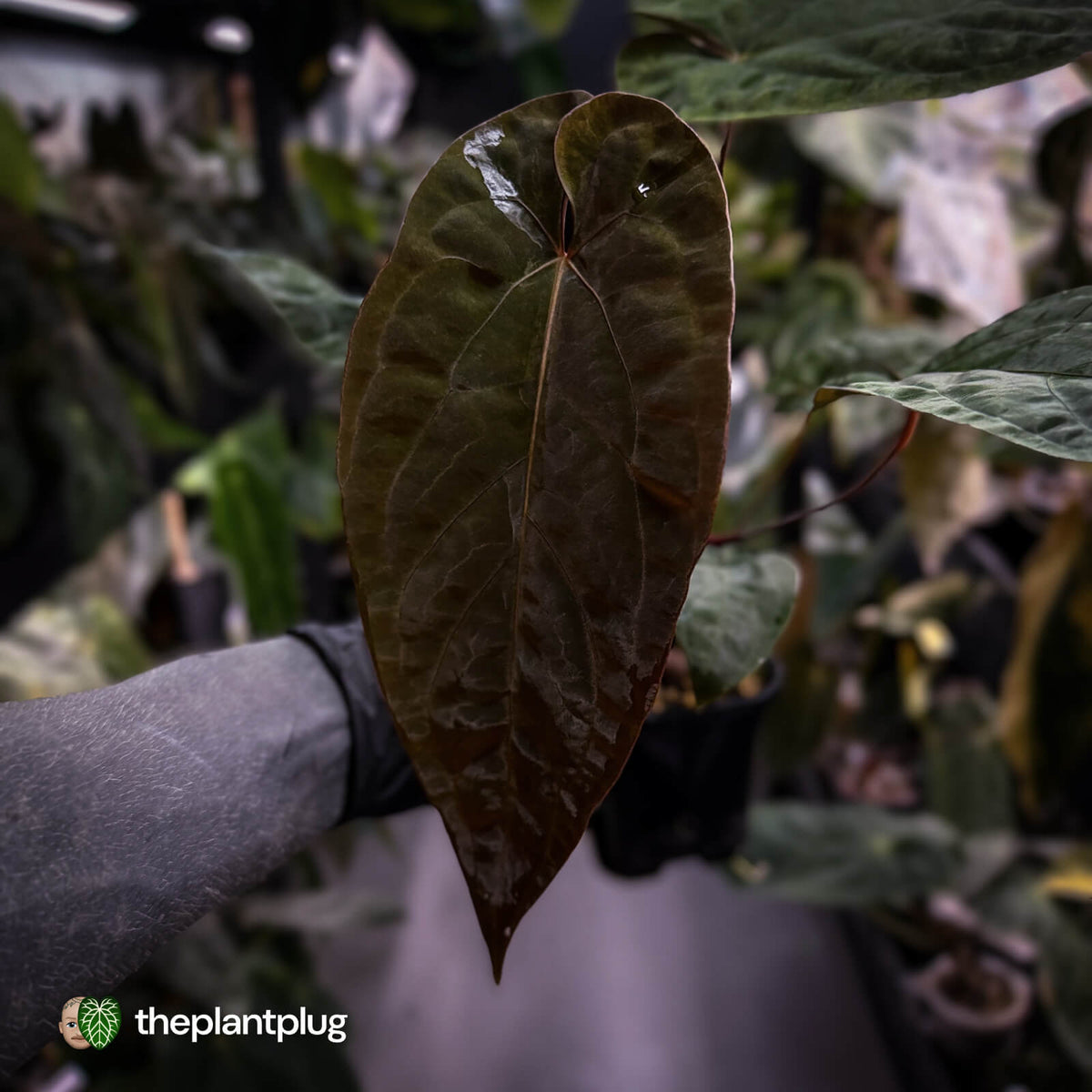 Anthurium 'Deadpool' x #Calculus '9' • select