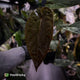 Anthurium 'Deadpool' x #Calculus '9' • select