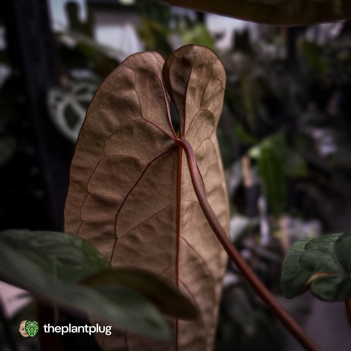 Anthurium 'Deadpool' x #Calculus '9' • select