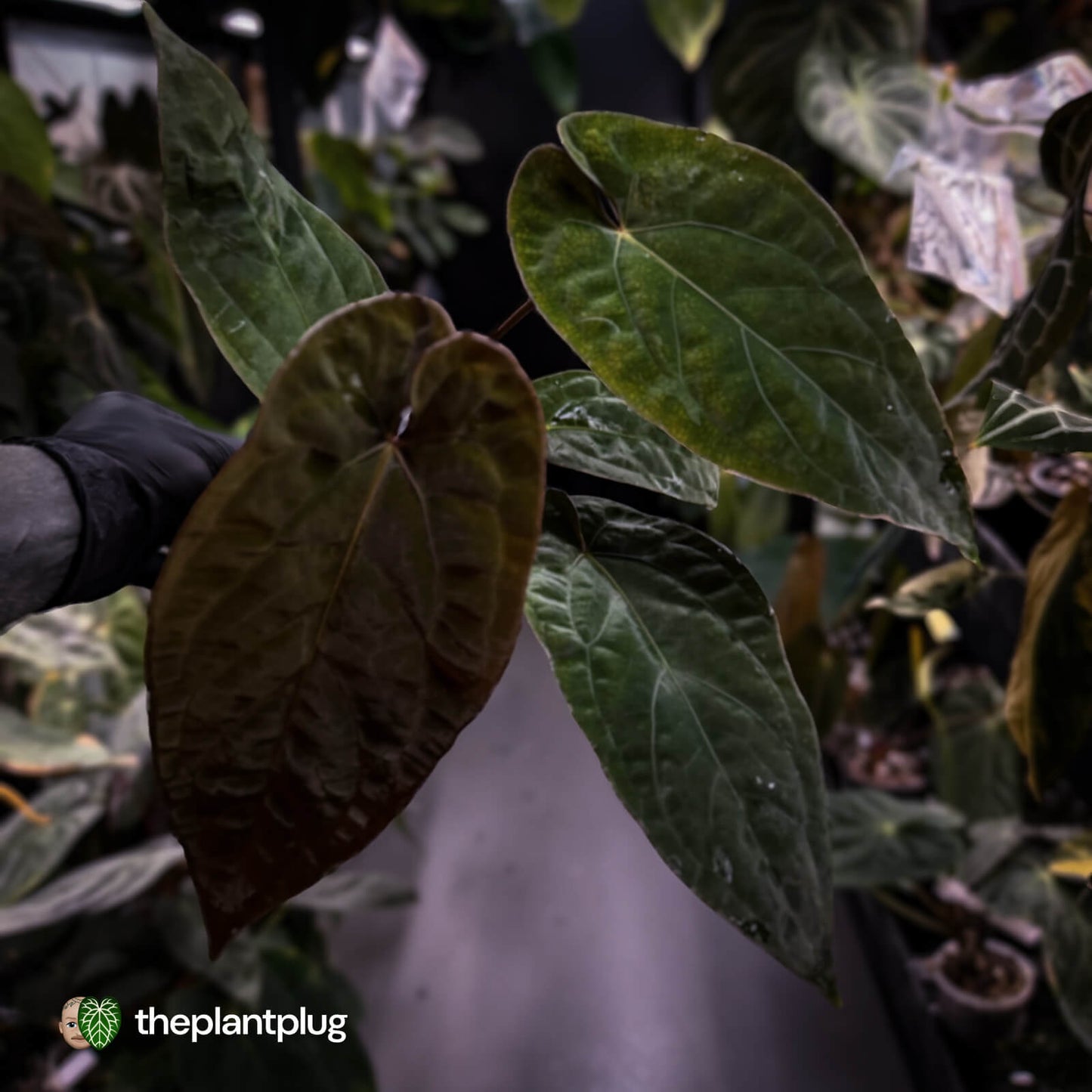 Anthurium 'Deadpool' x #Calculus '9' • select