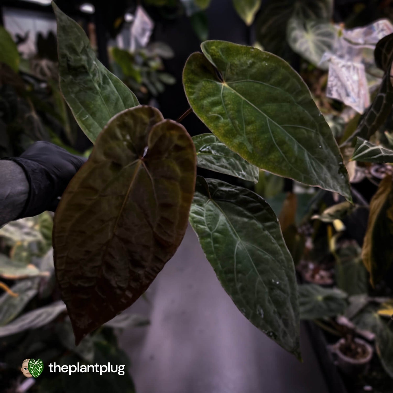 Anthurium 'Deadpool' x #Calculus '9' • select