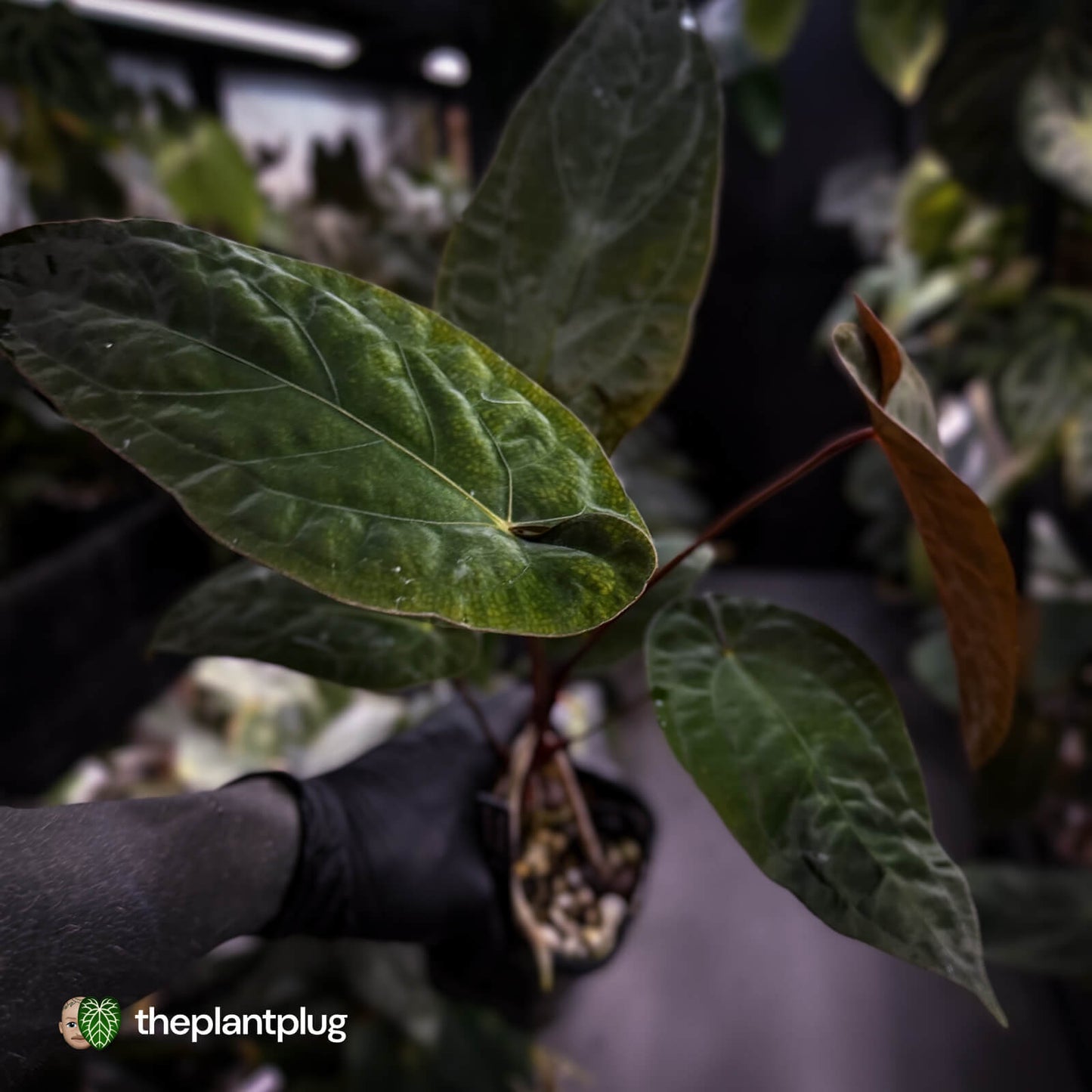 Anthurium 'Deadpool' x #Calculus '9' • select