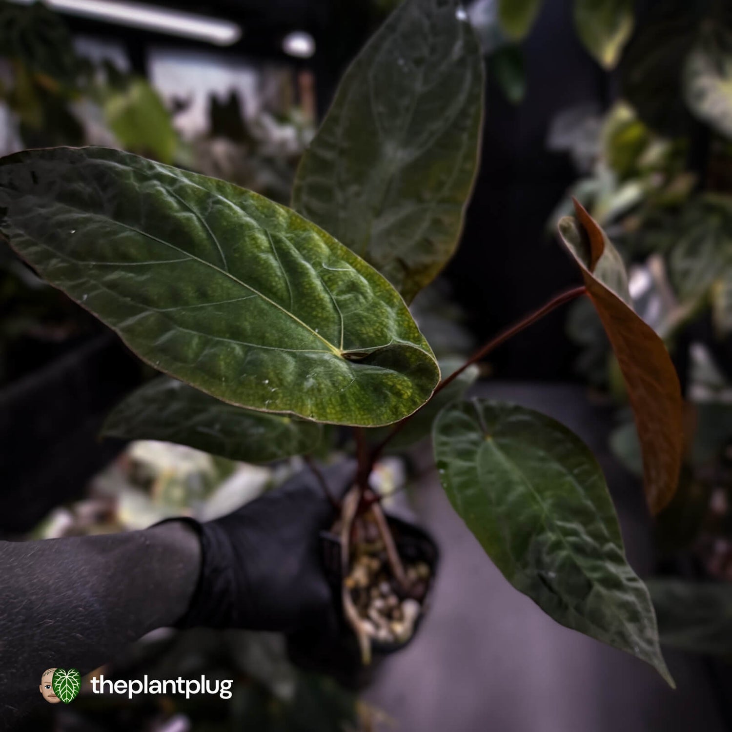 Anthurium 'Deadpool' x #Calculus '9' • select
