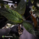 Anthurium 'Deadpool' x #Calculus '9' • select