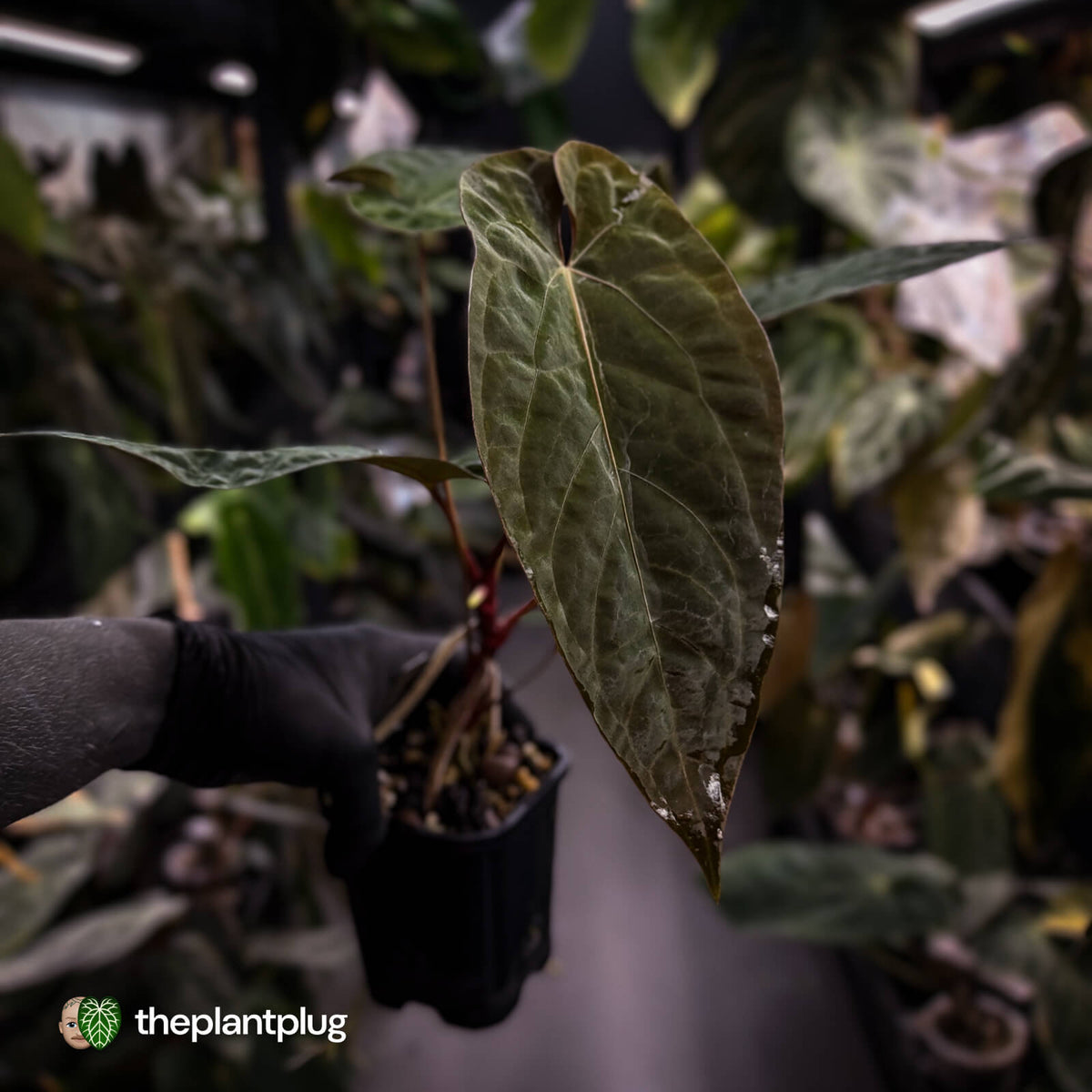 Anthurium 'Deadpool' x #Calculus '9' • select