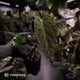 Anthurium 'Deadpool' x #Calculus '9' • select