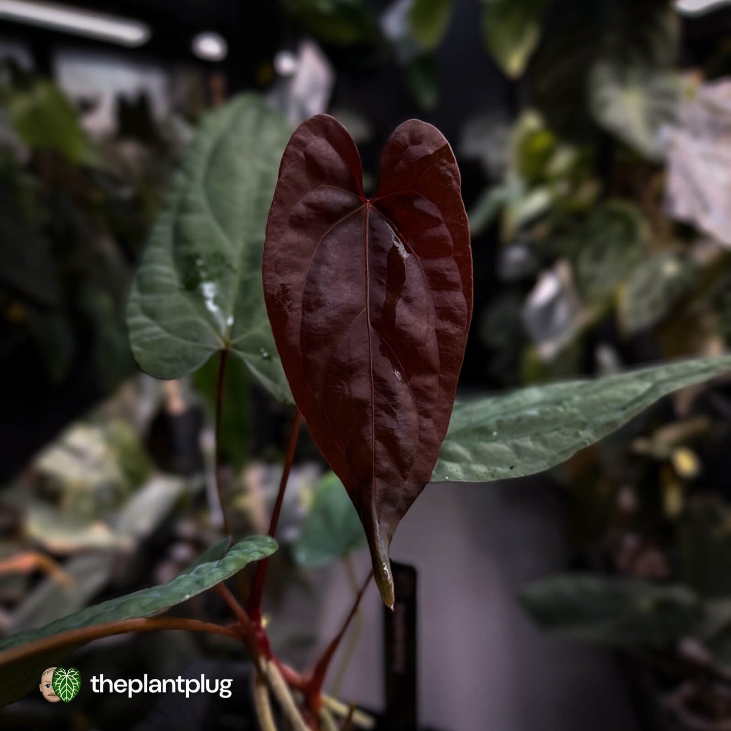 Anthurium 'Deadpool' x #Calculus '9' • select holdback