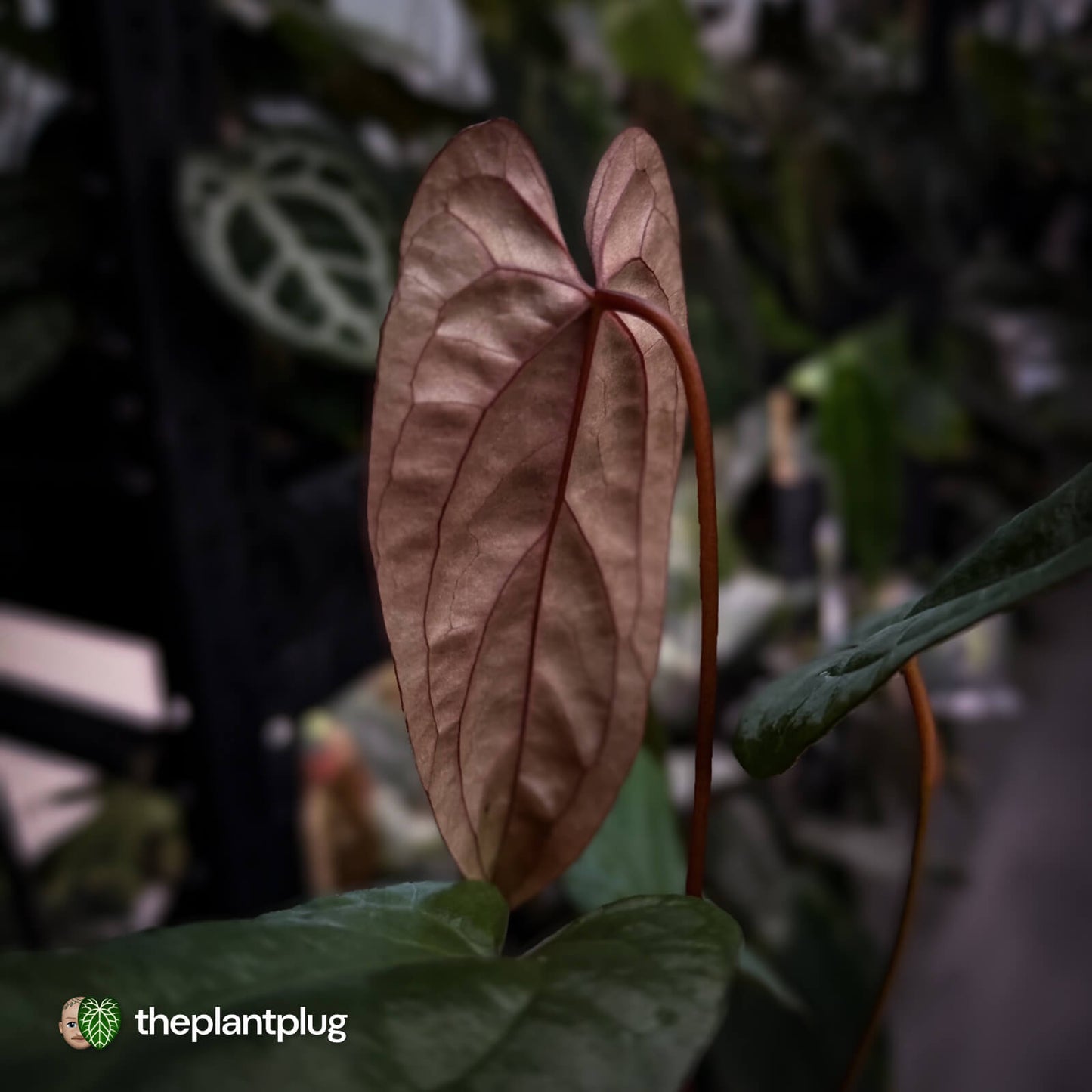 Anthurium 'Deadpool' x #Calculus '9' • select holdback