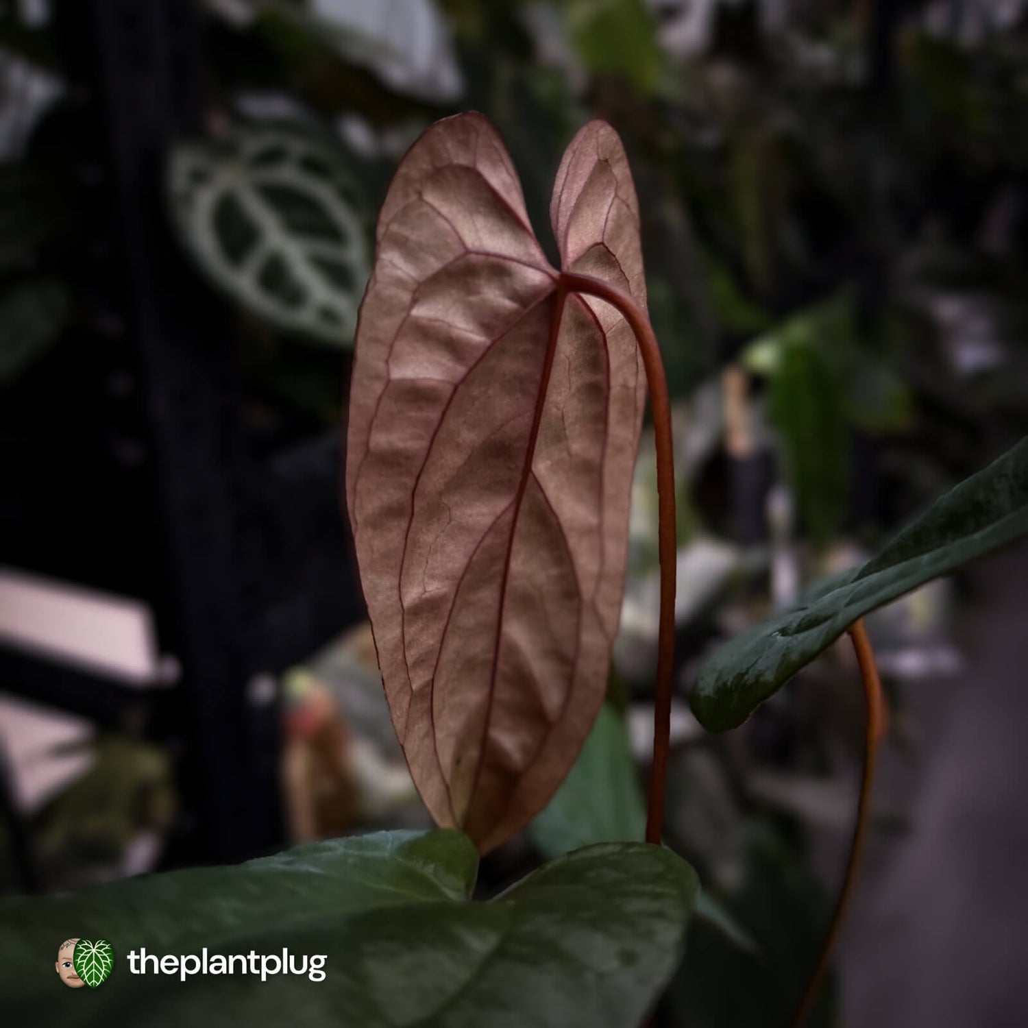 Anthurium 'Deadpool' x #Calculus '9' • select holdback