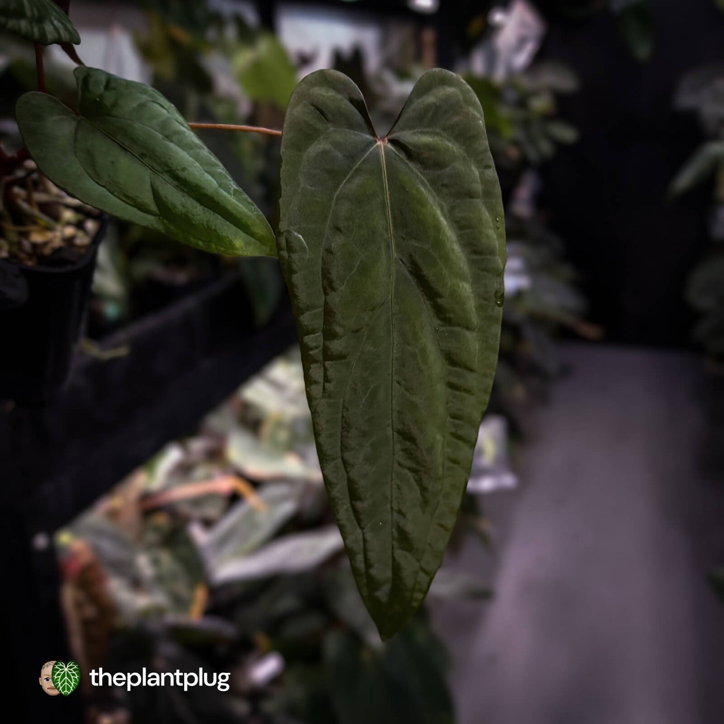 Anthurium 'Deadpool' x #Calculus '9' • select holdback