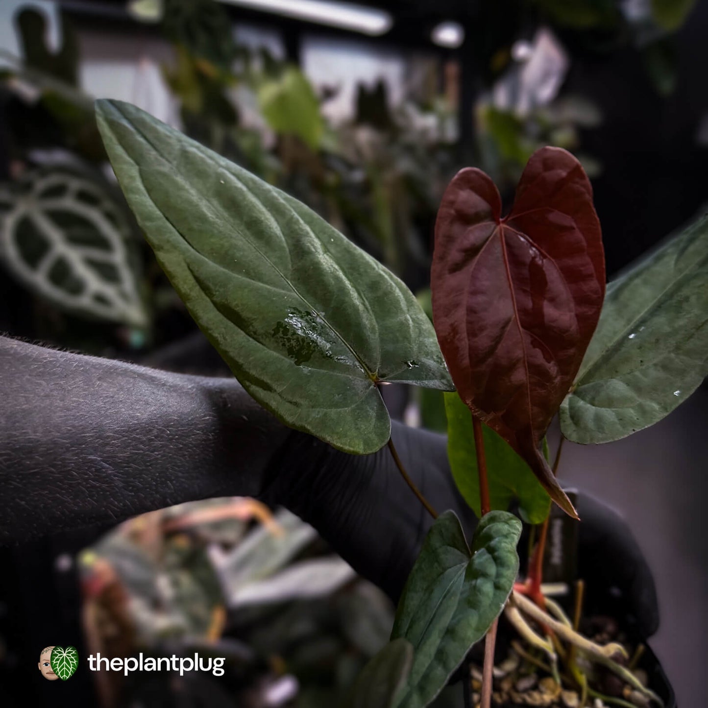Anthurium 'Deadpool' x #Calculus '9' • select holdback