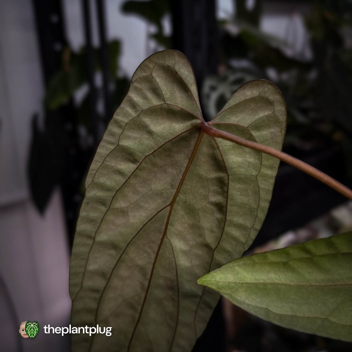 Anthurium 'Deadpool' x #Calculus '9' • select holdback