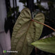 Anthurium 'Deadpool' x #Calculus '9' • select holdback