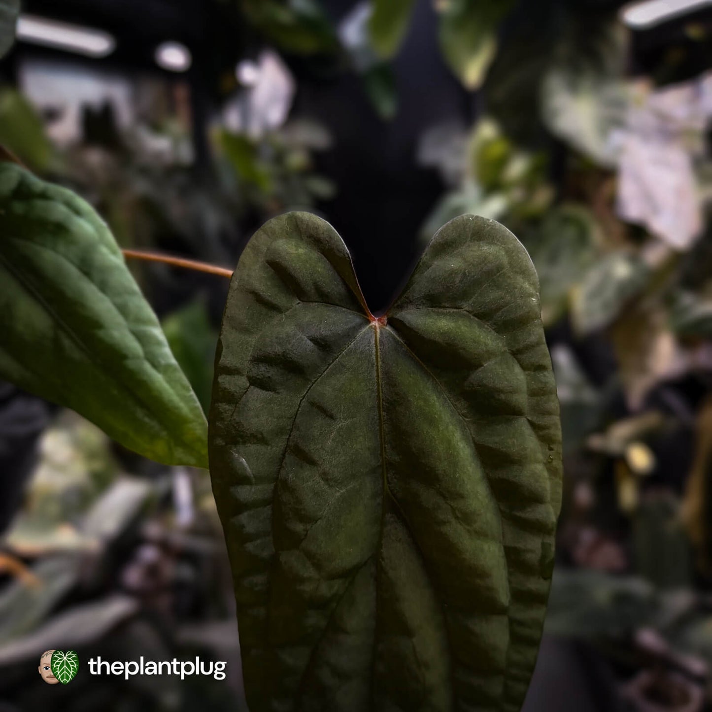 Anthurium 'Deadpool' x #Calculus '9' • select holdback