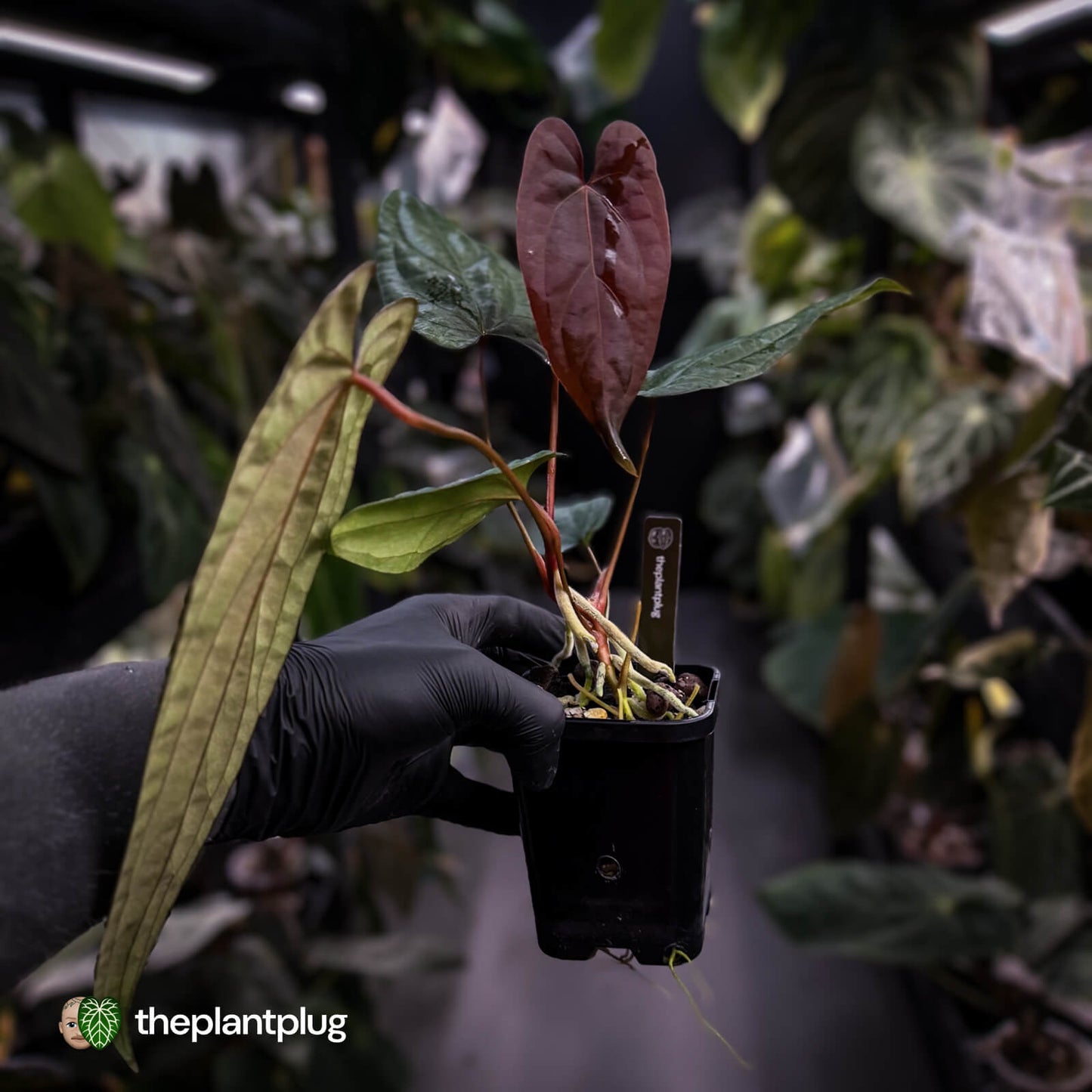 Anthurium 'Deadpool' x #Calculus '9' • select holdback