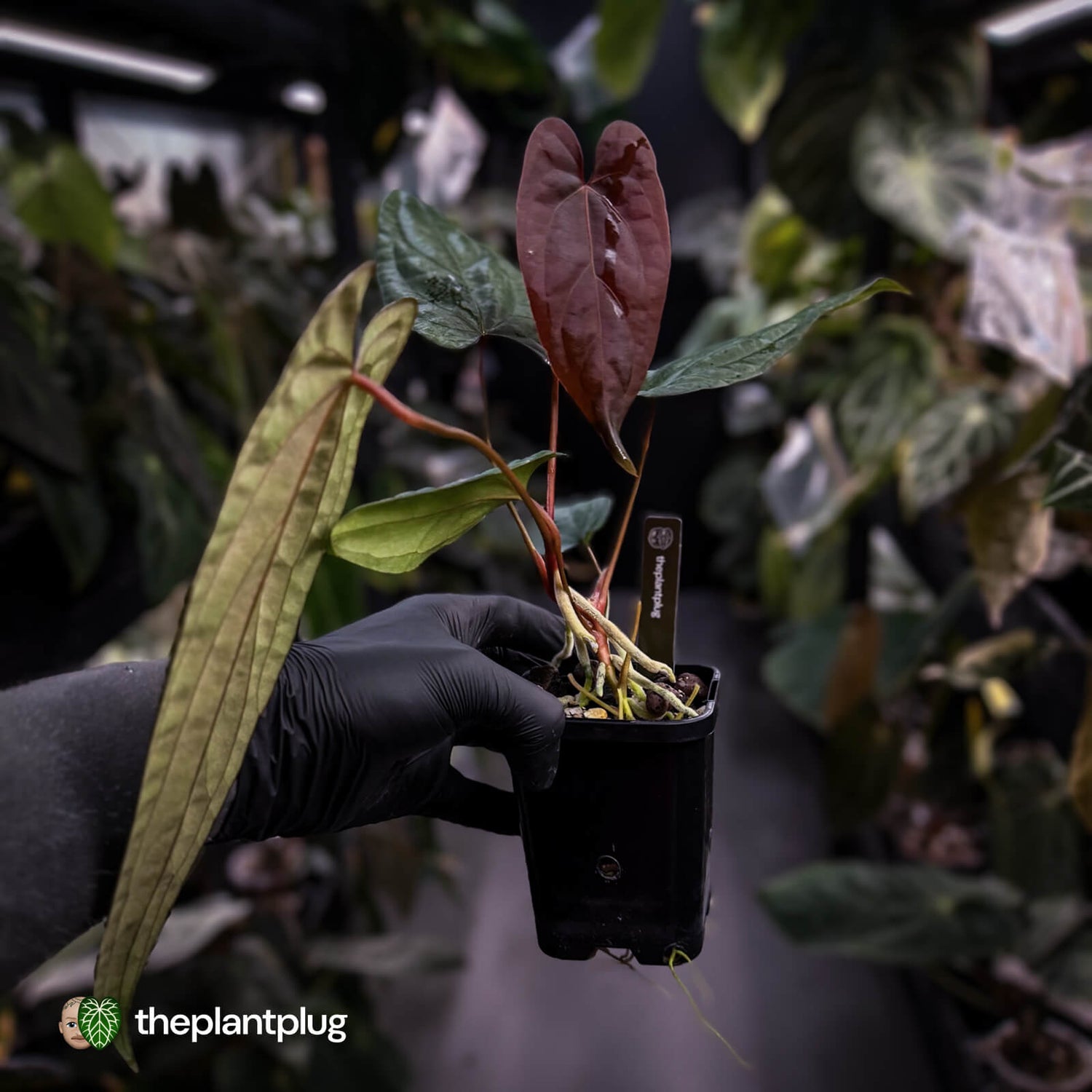 Anthurium 'Deadpool' x #Calculus '9' • select holdback