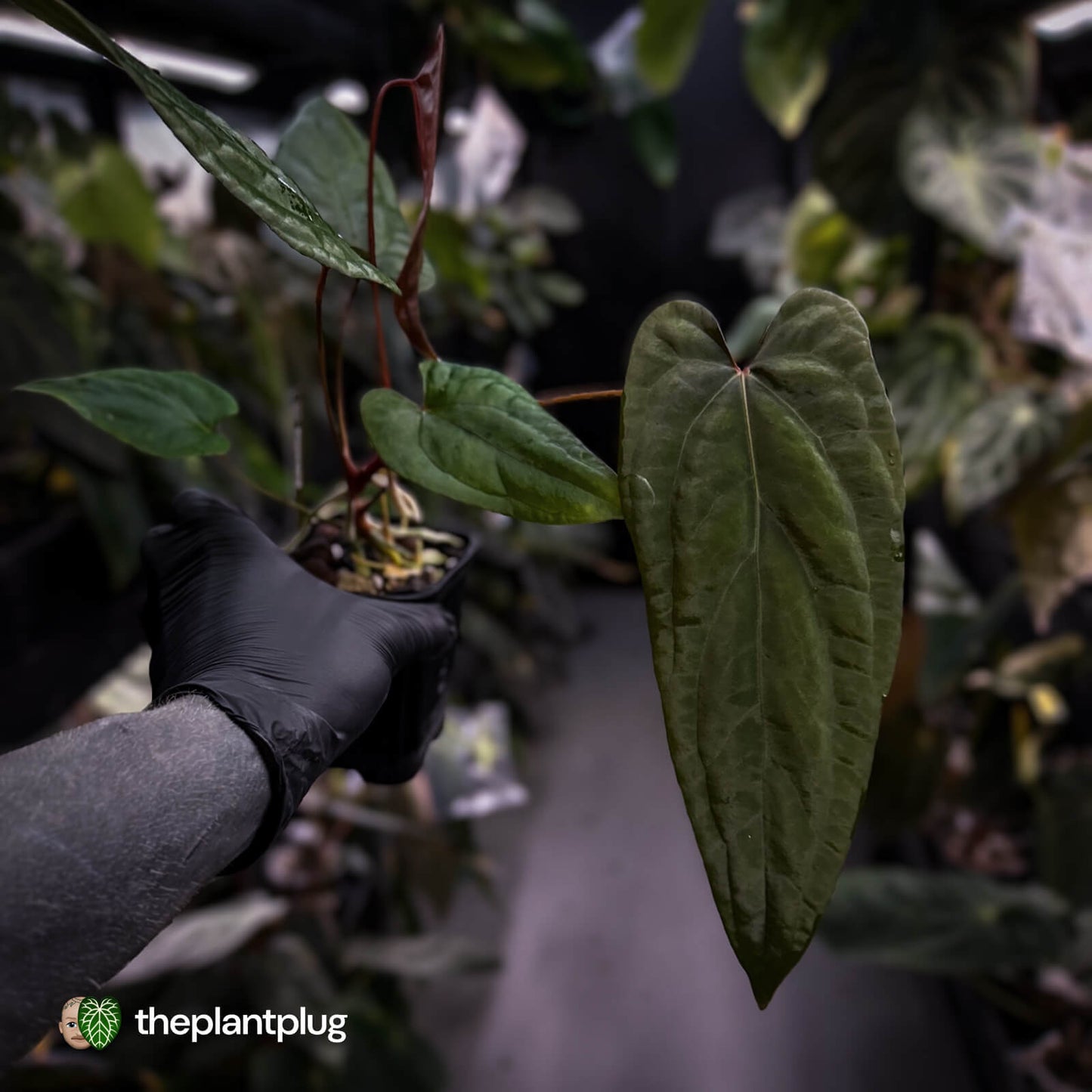 Anthurium 'Deadpool' x #Calculus '9' • select holdback