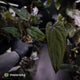Anthurium 'Deadpool' x #Calculus '9' • select holdback