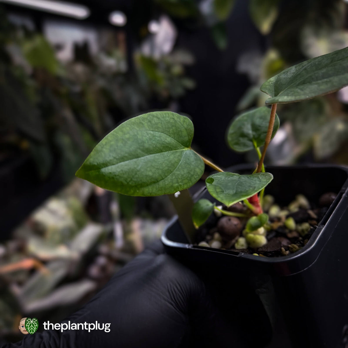 Anthurium 'Dorito Port' s2 🔻