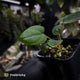 Anthurium 'Dorito Port' s2 🔻