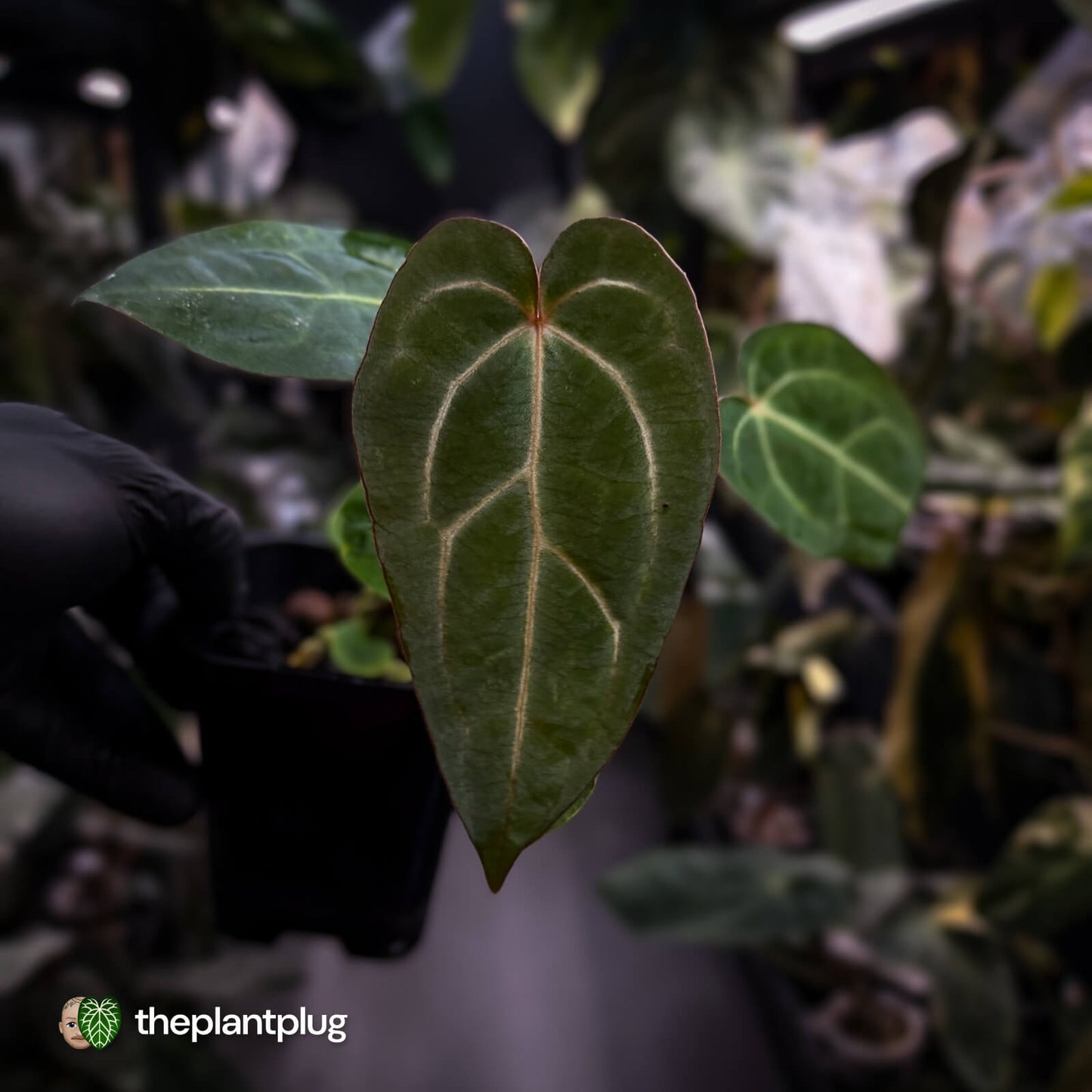 Anthurium carlablackiae x ('Black Widow' x 'Michelle) • select