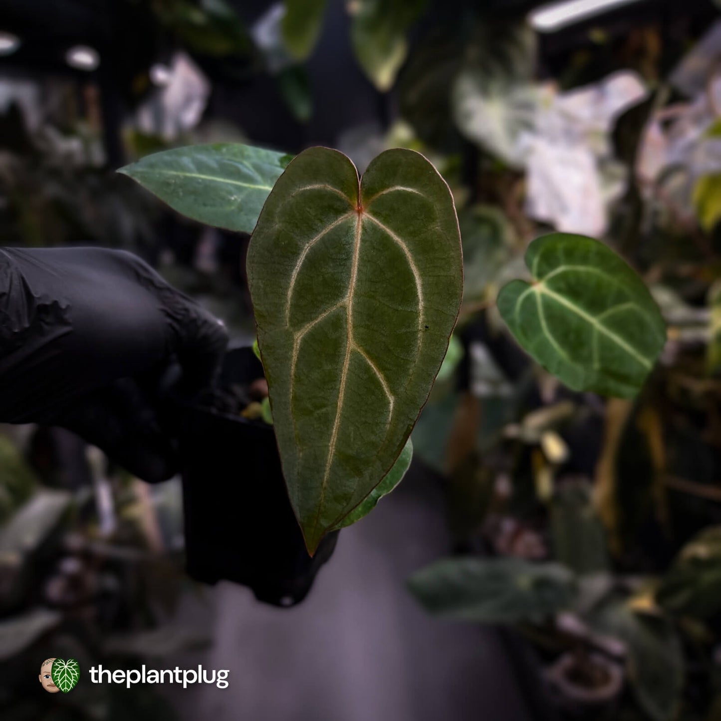Anthurium carlablackiae x ('Black Widow' x 'Michelle) • select