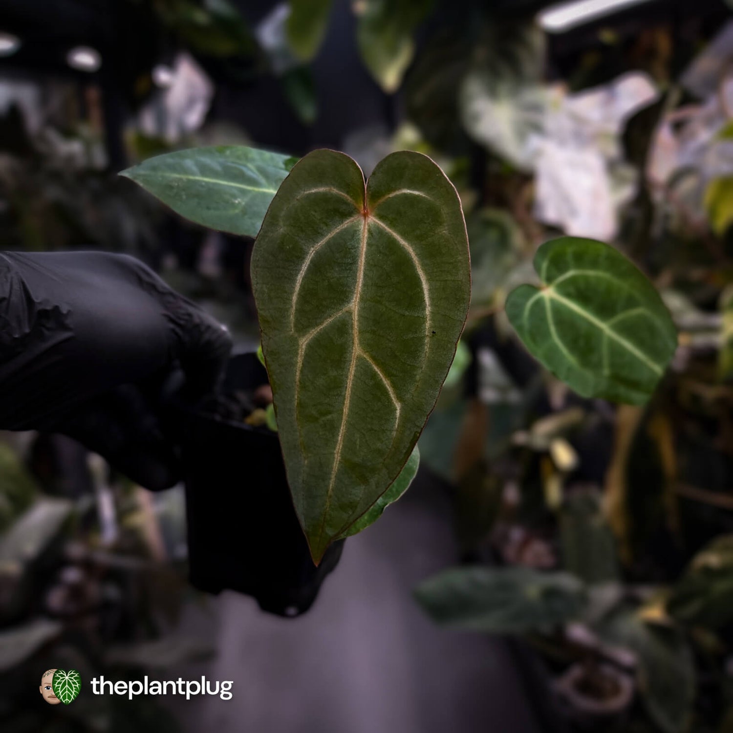 Anthurium carlablackiae x ('Black Widow' x 'Michelle) • select