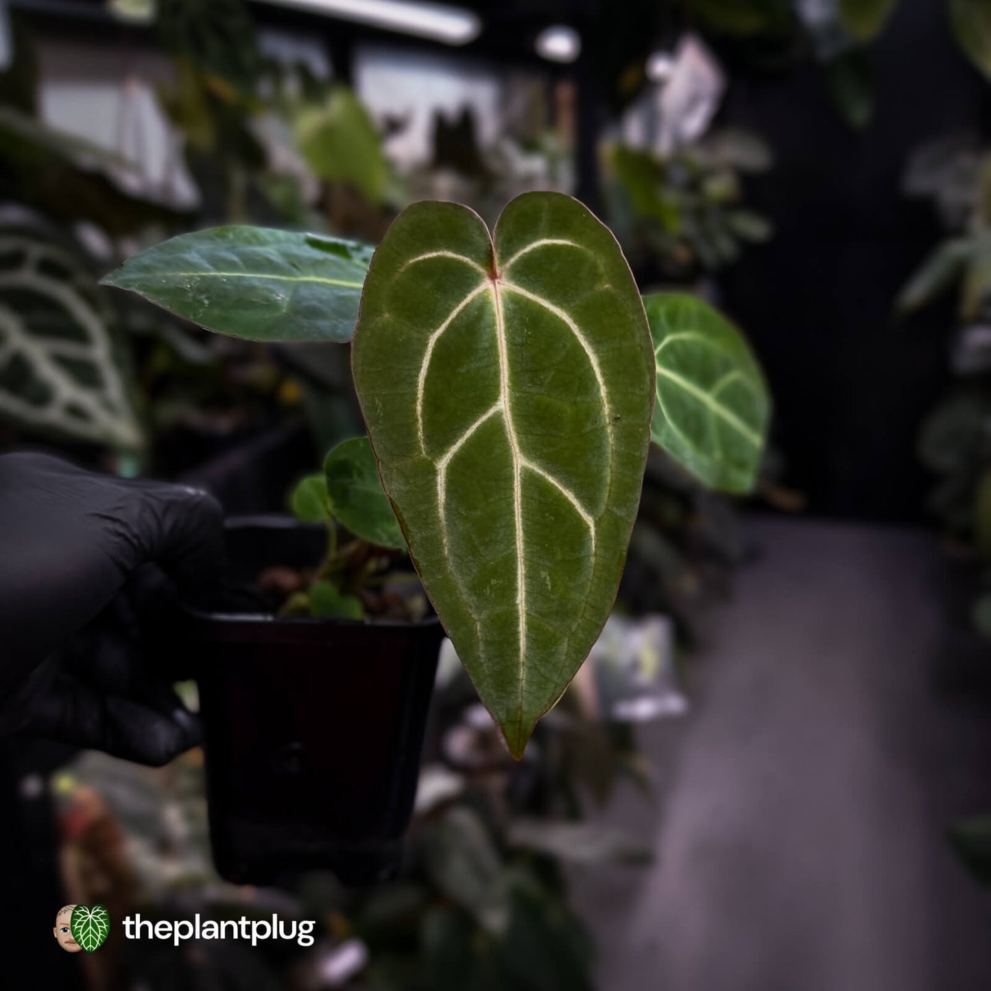 Anthurium carlablackiae x ('Black Widow' x 'Michelle) • select