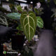 Anthurium carlablackiae x ('Black Widow' x 'Michelle) • select