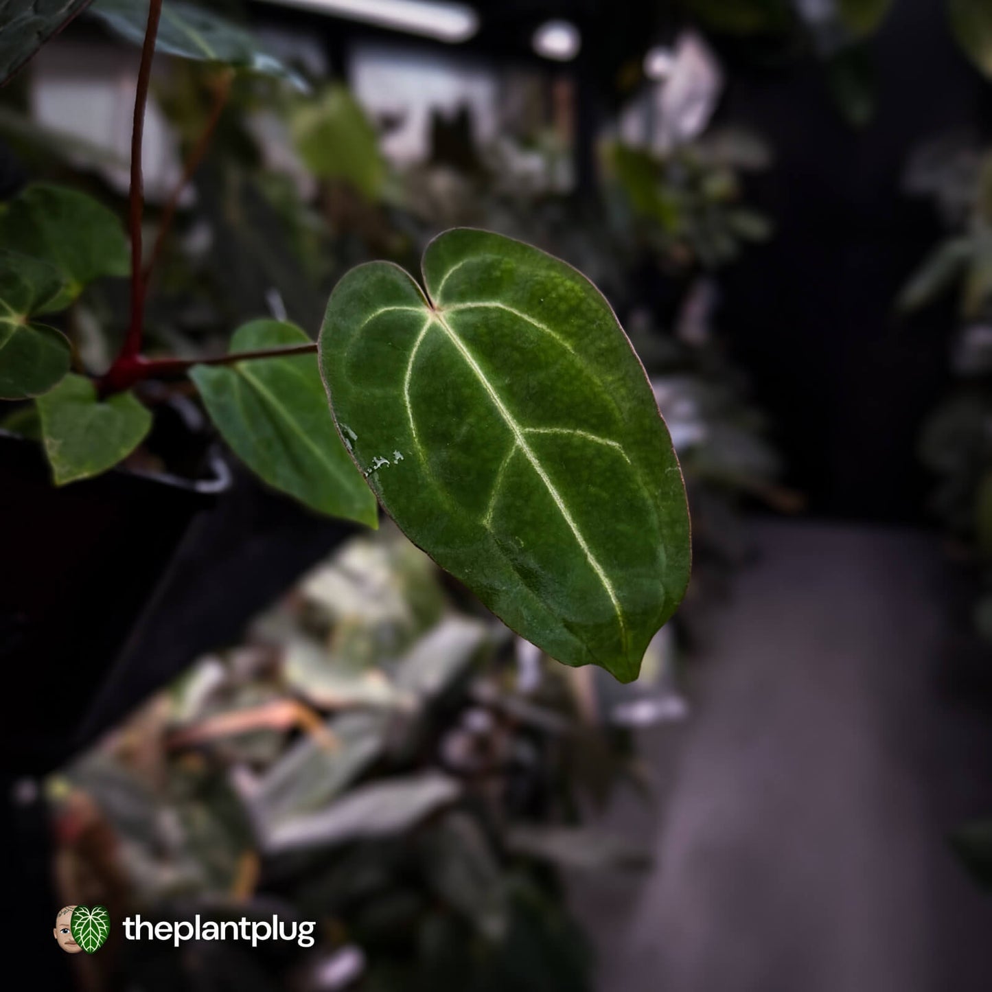 Anthurium carlablackiae x ('Black Widow' x 'Michelle) • select