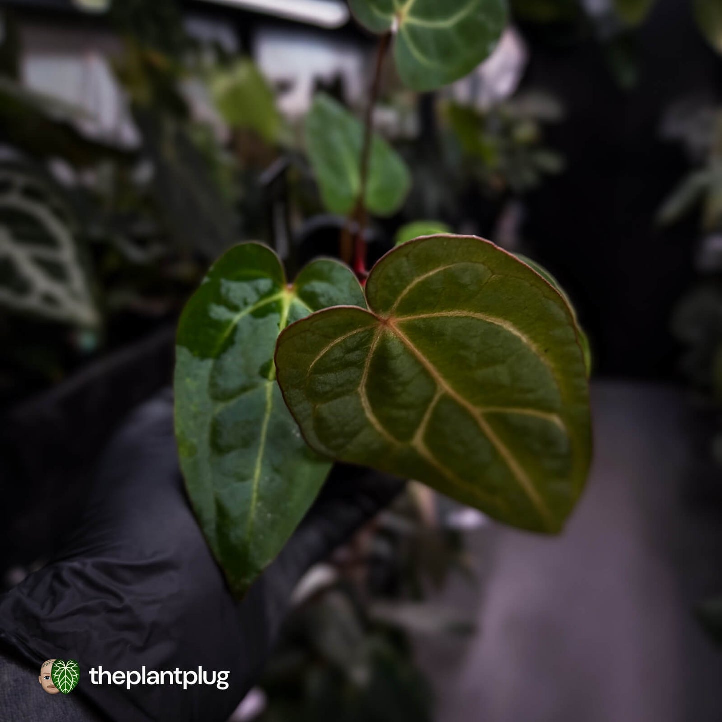 Anthurium carlablackiae x ('Black Widow' x 'Michelle) • select