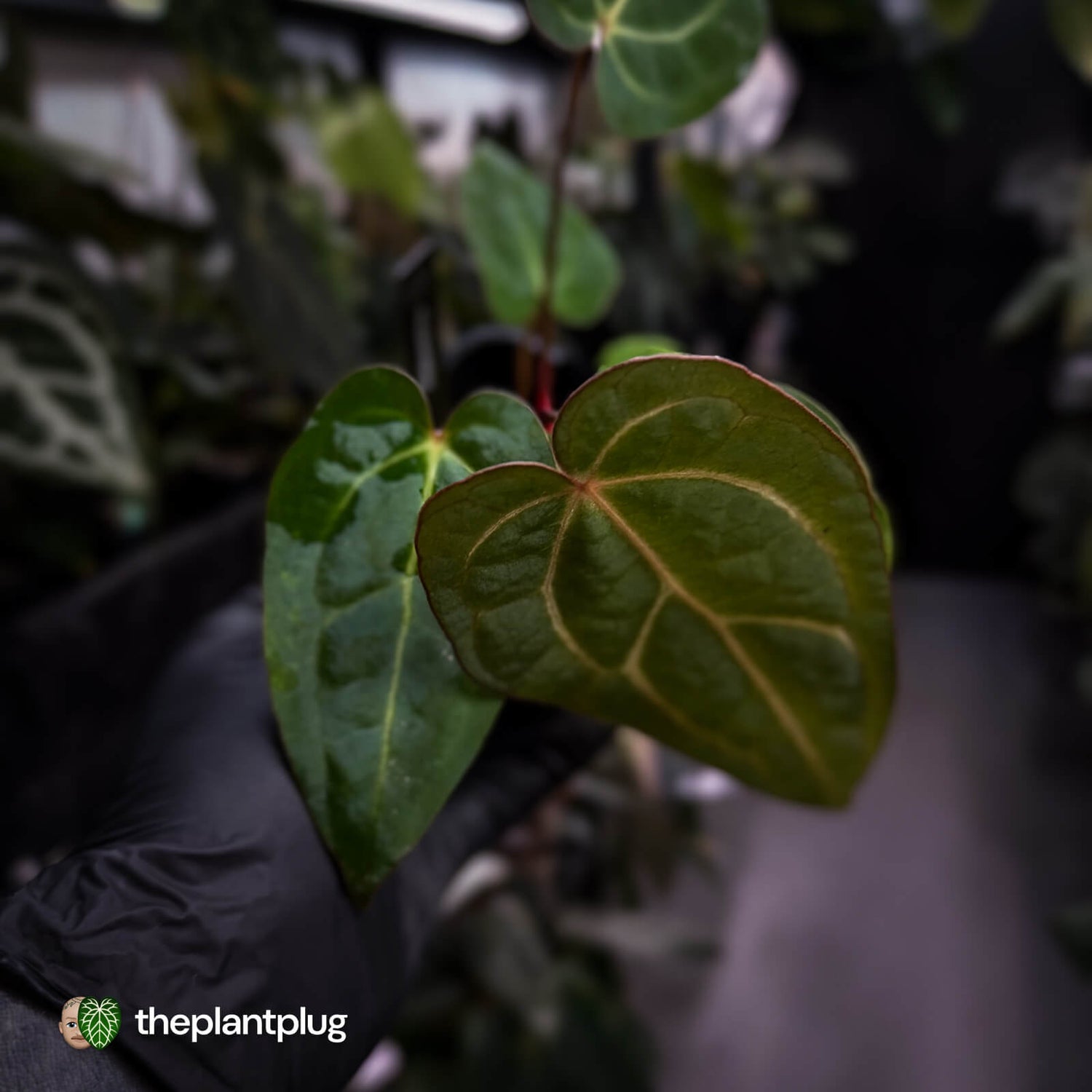 Anthurium carlablackiae x ('Black Widow' x 'Michelle) • select