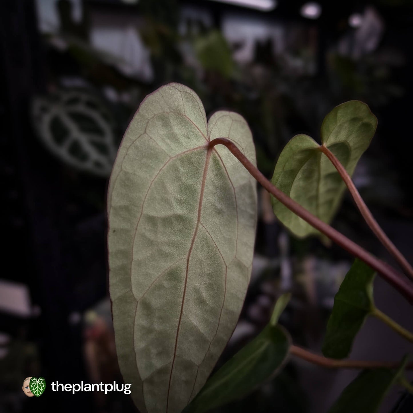 Anthurium carlablackiae x ('Black Widow' x 'Michelle) • select