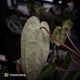 Anthurium carlablackiae x ('Black Widow' x 'Michelle) • select