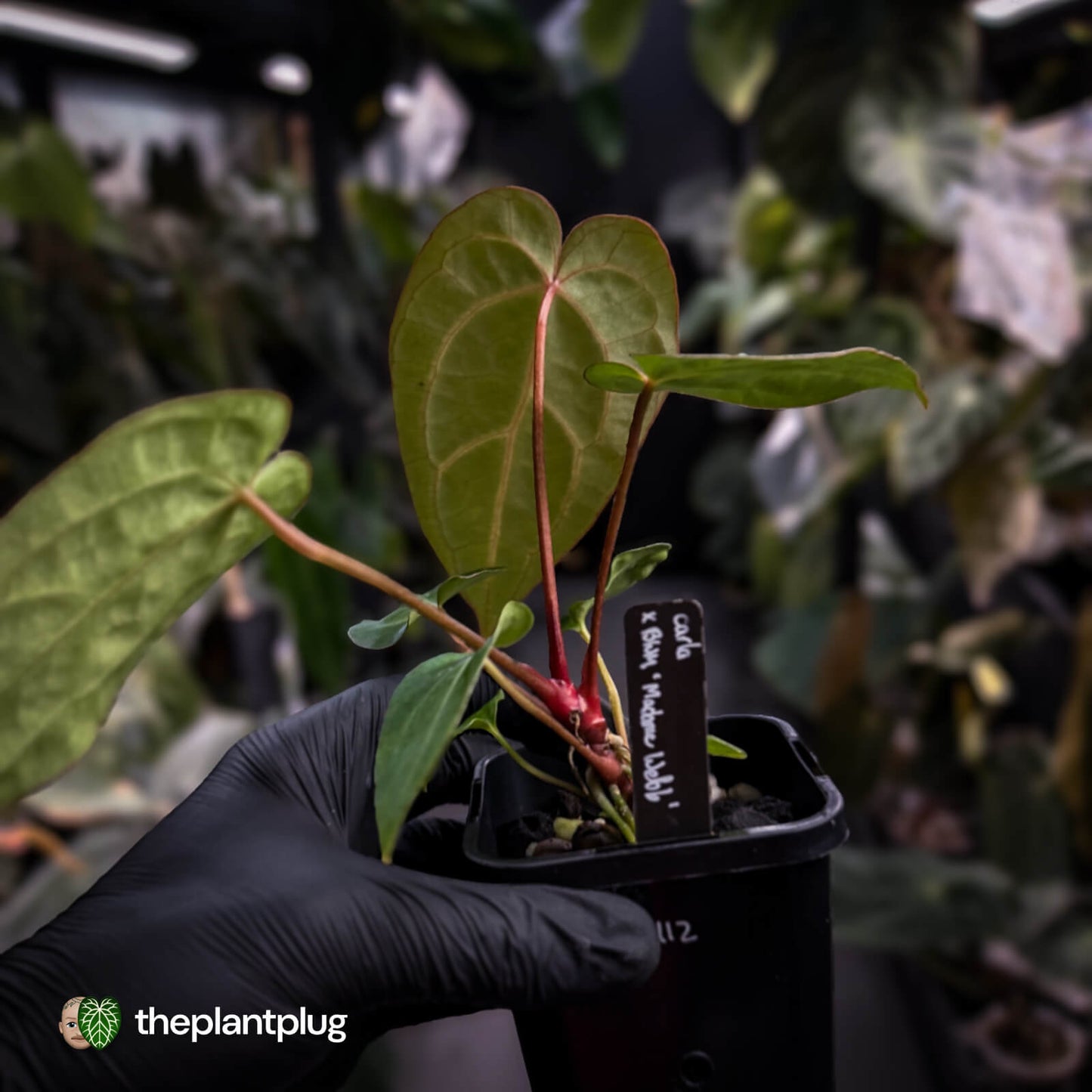 Anthurium carlablackiae x ('Black Widow' x 'Michelle) • select