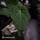 Anthurium besseae aff x kunayalense