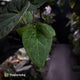 Anthurium besseae aff x kunayalense
