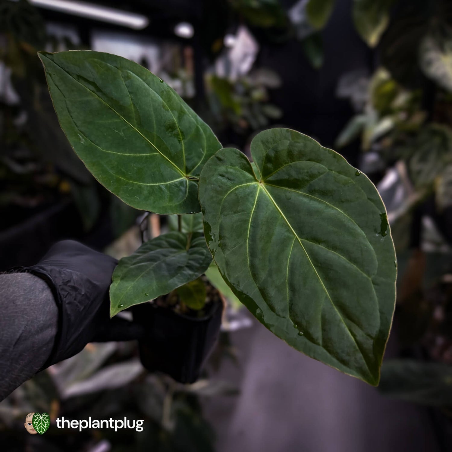 Anthurium besseae aff x kunayalense