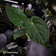 Anthurium besseae aff x kunayalense
